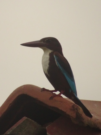 Kingfisher on rooftop in Galle